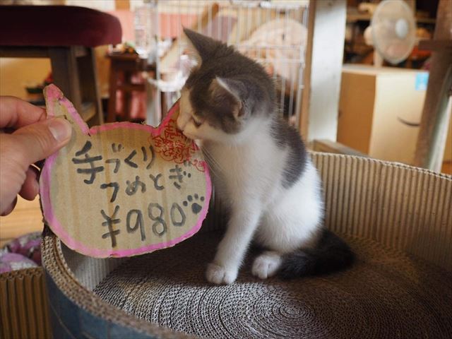 保護猫カフェ 香川県 ヤマネコ手芸店 保護猫カフェ